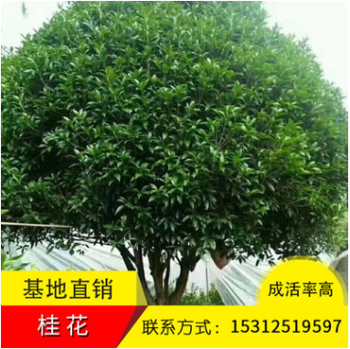 秀錦花木桂花樹苗供應(yīng)各種規(guī)格綠化工程苗木灌木庭院工程基地直銷