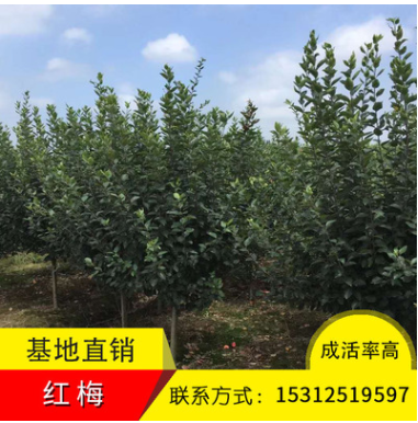秀錦花木紅梅樹苗供應(yīng)各種綠化工程苗木喬木灌木庭院工程基地直銷