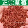 正宗草莓 水果種子 四季草莓種子 草莓種子 蔬菜種子陽臺家庭盆栽