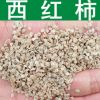 蔬菜種子優質西紅柿種子番茄種子洋柿子種子番柿六月柿陽臺種植