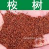 林木種子新采桉樹(shù)種子尤加利樹(shù)速生桉樹(shù)白柴油樹(shù)尾巨桉種子
