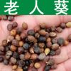 林木種子 優(yōu)質(zhì)老人葵種子 絲葵樹(shù)種子 加州蒲葵 華盛頓棕櫚種子