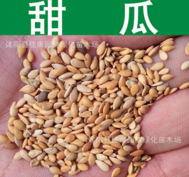 蔬菜種子優(yōu)質(zhì)甜瓜種子甘瓜香瓜種子香甜味濃瓜果蔬菜實(shí)景拍攝