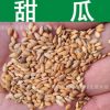 蔬菜種子優質甜瓜種子甘瓜香瓜種子香甜味濃瓜果蔬菜實景拍攝