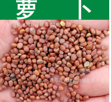 蔬菜種子新采優(yōu)質(zhì)蘿卜種子青紅白蘿卜陽臺(tái)種植散稱混裝型萊菔種子