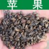 果樹種子新采優質蘋果種子正宗蘋果樹種子 顆粒飽滿 發芽率高