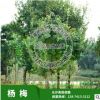 苗圃直銷楊梅樹(shù)苗，移栽楊梅樹(shù)，從生楊梅樹(shù)，品種純正，價(jià)格合理