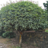 苗圃基地供應(yīng)四季桂花小苗，桂花樹(shù)，桂花球規(guī)格齊全歡迎實(shí)地考察