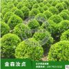 苗圃 供應(yīng)湖南金森汝貞小苗，各種規(guī)格球類 花卉苗木 工程苗