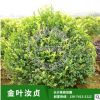基地供應(yīng)湖南小苗 金葉汝貞 小苗規(guī)格齊全 灌木類園林植物綠化。