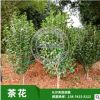 苗圃基地低價(jià)批發(fā) 湖南優(yōu)質(zhì)茶花 規(guī)格齊全 球形小茶花