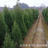 自產(chǎn)自銷湖南松柏，塔柏，側(cè)柏1.2米1.5米1.8米等各種規(guī)格樹苗