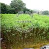 苗圃基地供應(yīng) 黃花槐 小苗規(guī)格齊全歡迎實地考察灌木類園林植物