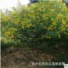 苗圃批發(fā)湖南黃花槐小苗，地徑2-3公分單桿叢生黃花槐。價格優(yōu)惠