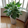 萬(wàn)年青大型室內(nèi)辦公室盆栽花卉綠植大葉萬(wàn)年青 健康長(zhǎng)壽 凈化空氣
