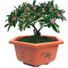 室內(nèi)花卉綠植芳香植物金邊瑞香花苗盆栽含笑白蘭梔子花茉莉花苗