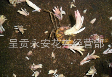 【全國銷售】呈貢斗南純品多頭百合種球（索爾邦、西伯利亞等）