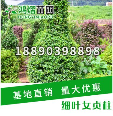 湖南苗圃供應(yīng)常綠綠化苗木細(xì)葉女貞柱造型優(yōu)美小葉女貞柱