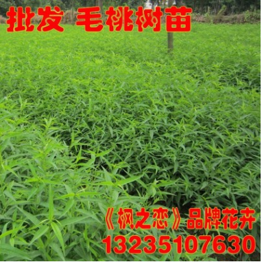 桃樹(shù)苗 批發(fā)毛桃小苗 紫葉桃苗 嫁接水蜜桃樹(shù)苗