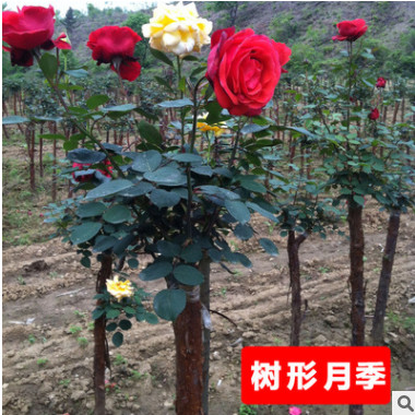 批發(fā)樹狀月季花 月季樹花苗 樹形月季 高檔樹樁當(dāng)年開花品
