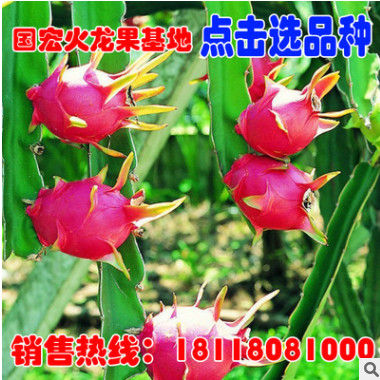 火龍果苗南北方種植陽臺(tái)室內(nèi)紅心紅肉水果苗盆栽當(dāng)年結(jié)果果樹苗