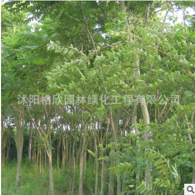 專供櫸樹基地 工程綠化苗木 櫸樹樹苗批發(fā)行道護(hù)坡 規(guī)格齊全