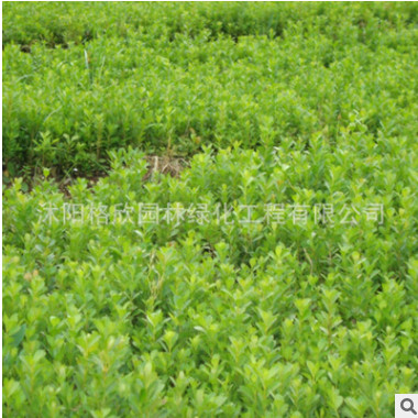 基地直銷 小葉黃葉球銷售 量大優(yōu)惠 黃楊球批發(fā) 精品黃楊球價格