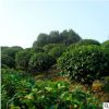 護坡綠化苗木山茶花苗 山茶花苗木 茶花球苗 專業(yè)種植 多規(guī)格