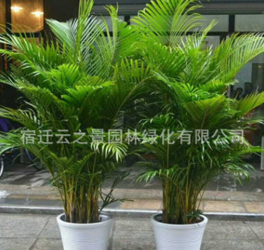 批發(fā)散尾葵鳳尾竹室內客廳大型綠植盆栽 夏威夷盆景室內植物甲醛