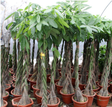 發(fā)財(cái)樹盆景批發(fā)辮子樹盆栽辦公室客廳大型綠植花卉精品發(fā)財(cái)樹盆栽