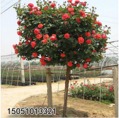 批發(fā)樹狀月季花苗樹樁月季高桿嫁接玫瑰月季樹苗高檔庭院盆景盆栽
