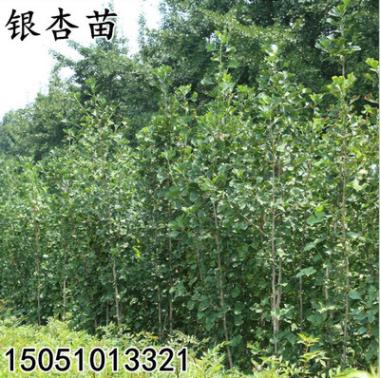 銀杏樹苗 批發(fā)白果小苗行道樹 工程園林綠化植物低價(jià)直銷占地苗木
