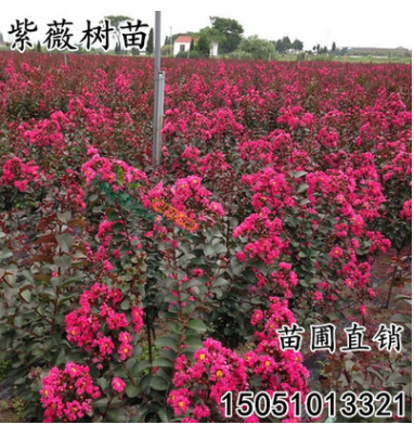 批發(fā)速生紫薇樹苗紅火箭百日紅花紫薇小苗直銷南北方庭院綠化苗木