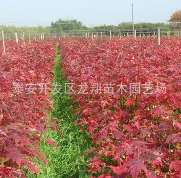 基地直銷美國(guó)紅楓樹苗 現(xiàn)挖現(xiàn)賣成活率高規(guī)格齊美國(guó)紅楓樹苗