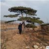 基地直銷樹形優美造型油松 優質綠化苗木山西油松樹 價格便宜