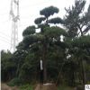 批發園林造型景松 迎客松 造型奇特 樹形優美 平頂松 濕地油松