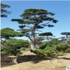 批發造型油松 山東濕地綠化樹 風景樹造型獨特 樹形美觀 景觀松