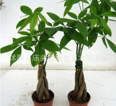 室內(nèi)大中型盆栽辮子發(fā)財(cái)樹精品盆景 辦公室綠植花卉辮子樹盆栽