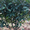 河南紅葉石楠球常綠灌木風(fēng)景樹苗盆栽庭院園林綠化苗木基地
