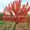 三季紅楓樹苗批發(fā)工程綠化苗木精品日本紅楓苗園林風(fēng)景樹