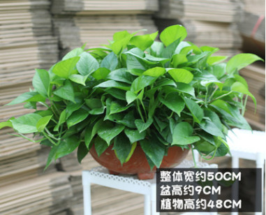 綠蘿盆栽防輻射綠植花卉 室內(nèi)裝飾桌面陽臺迷你水培綠蘿盆栽