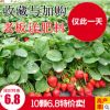 草莓苗 四季草莓 攀援草莓苗 陽臺爬藤草莓苗盆栽當年結(jié)果草莓苗