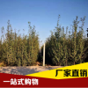 廠家直銷 恐龍蛋李 量大從優 品質保證