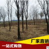 大量供應(yīng)優(yōu)質(zhì)茶條槭樹苗 廠家直銷茶條槭樹苗