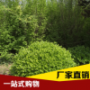 現(xiàn)貨供應(yīng)護(hù)坡綠化冬青 廠家低價供應(yīng)冬青