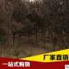 基地供應(yīng)紅葉李 速生紅葉李 行道綠化工程專用樹木
