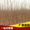 基地直銷 兩年生嫁接苗 桃樹苗批發(fā) 沙紅桃 黃蜜 中油系列