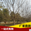 基地供應(yīng)綠化工程垂柳樹 速生風(fēng)景黃金柳樹苗