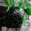 黑巴克草莓苗盆栽草莓果苗四季陽臺草莓苗大棚苗草莓基地批發(fā)果苗
