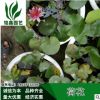 荷花 盆栽荷花基地銷售各種規(guī)格 荷花水生植物種植綠化工程木